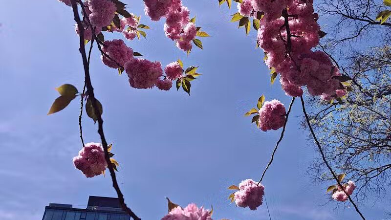 Union Square Dog Run - New York, NY