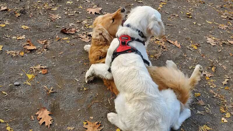 West 87th Street Dog Run - New York, NY