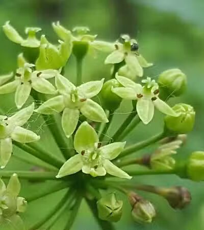 West 87th Street Dog Run - New York, NY
