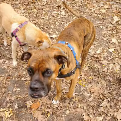 West 87th Street Dog Run - New York, NY