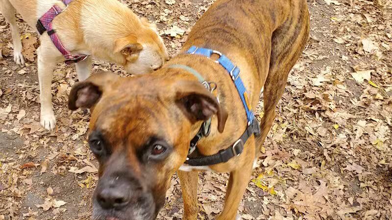 West 87th Street Dog Run - New York, NY