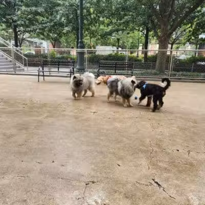 West Thames Dog Run - New York, NY