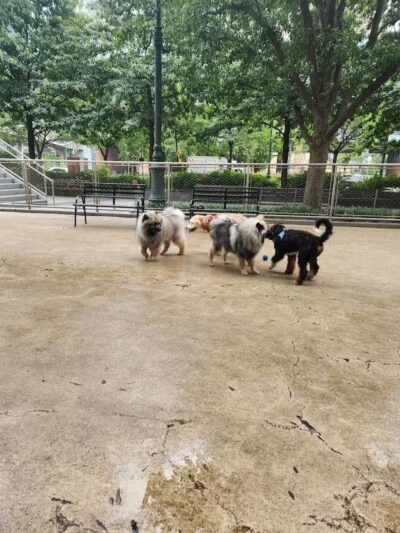 West Thames Dog Run - New York, NY