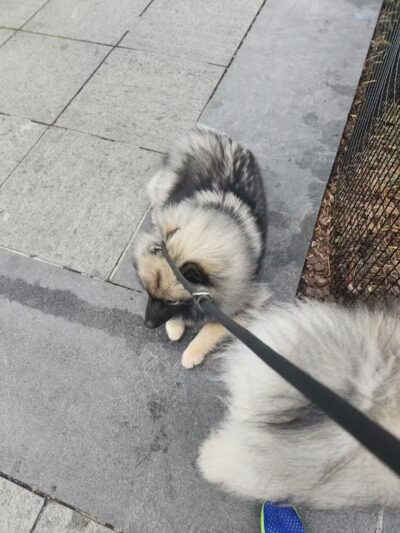 West Thames Dog Run - New York, NY