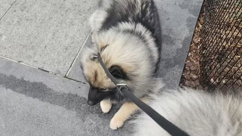 West Thames Dog Run - New York, NY