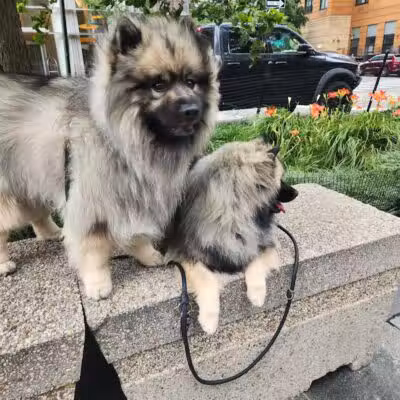 West Thames Dog Run - New York, NY