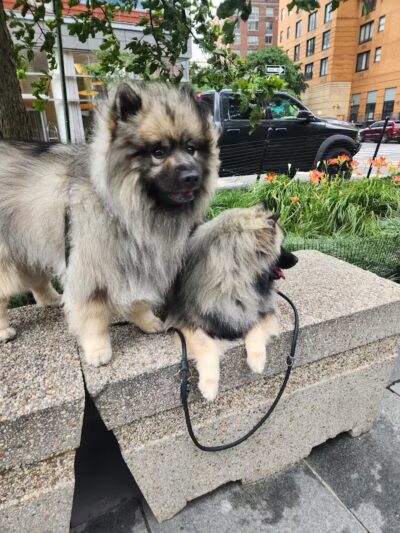 West Thames Dog Run - New York, NY