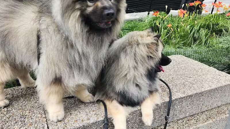 West Thames Dog Run - New York, NY