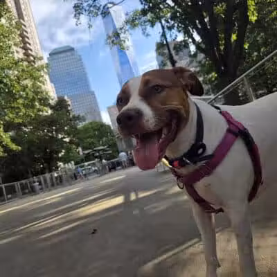 West Thames Dog Run - New York, NY