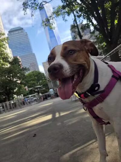 West Thames Dog Run - New York, NY