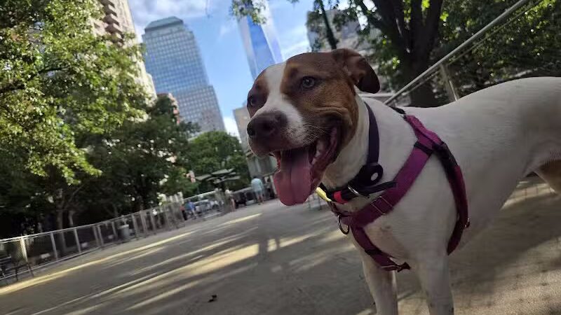 West Thames Dog Run - New York, NY