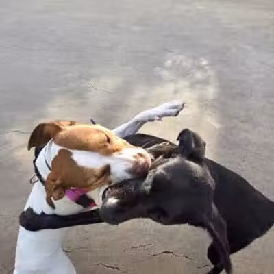 West Thames Dog Run - New York, NY