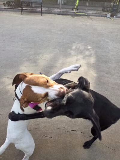 West Thames Dog Run - New York, NY