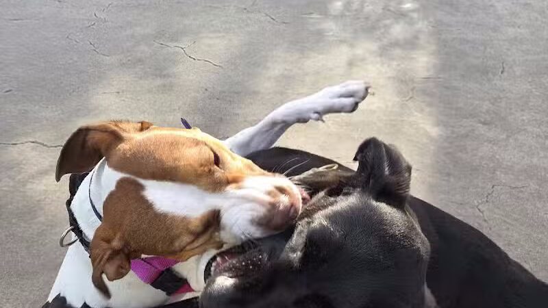 West Thames Dog Run - New York, NY