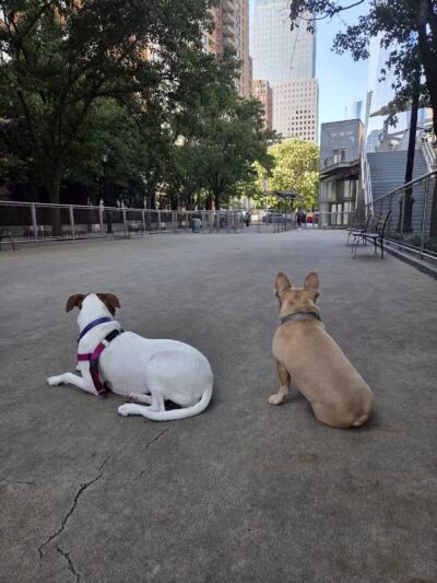 West Thames Dog Run - New York, NY