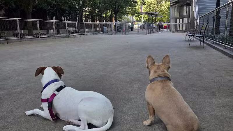 West Thames Dog Run - New York, NY