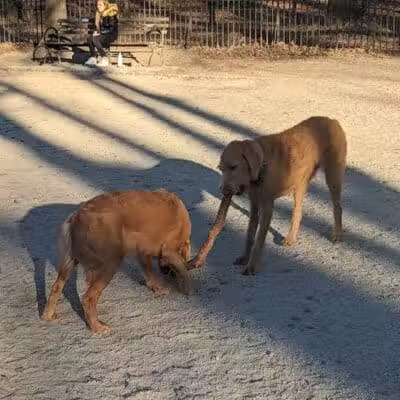 105th Street Dog Run - New York, NY