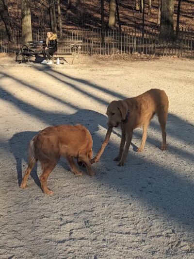 105th Street Dog Run - New York, NY