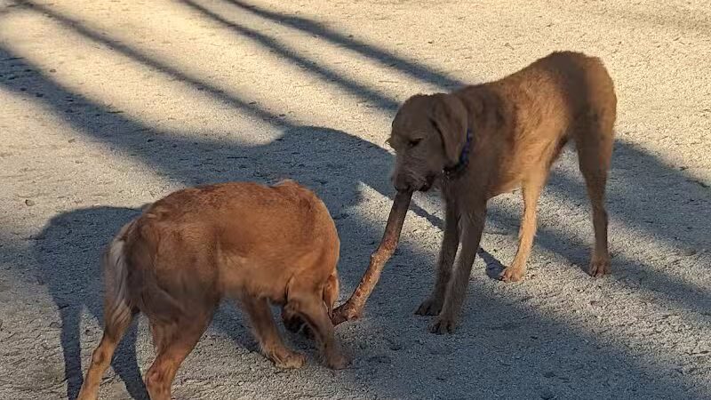 105th Street Dog Run - New York, NY