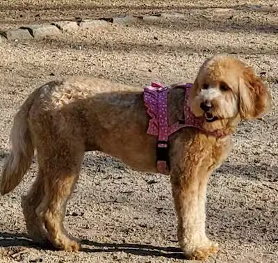 105th Street Dog Run - New York, NY