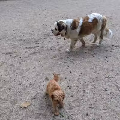 105th Street Dog Run - New York, NY