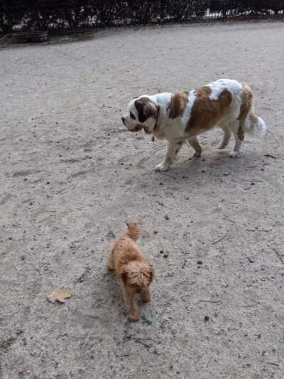 105th Street Dog Run - New York, NY
