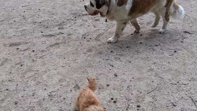105th Street Dog Run - New York, NY