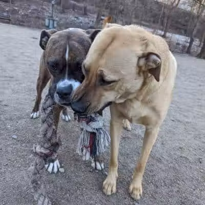 105th Street Dog Run - New York, NY