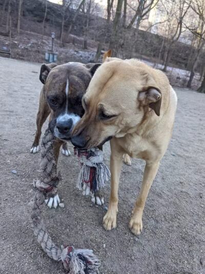 105th Street Dog Run - New York, NY