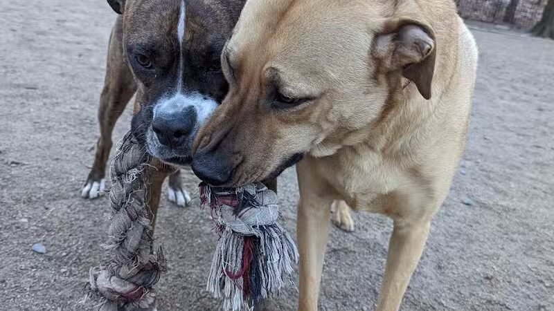 105th Street Dog Run - New York, NY