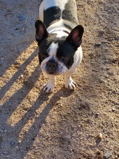 105th Street Dog Run - New York, NY