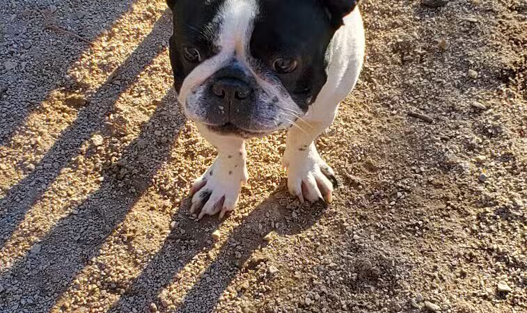 105th Street Dog Run - New York, NY