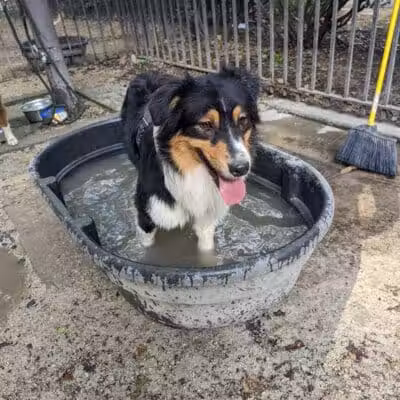 105th Street Dog Run - New York, NY