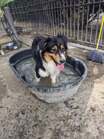 105th Street Dog Run - New York, NY
