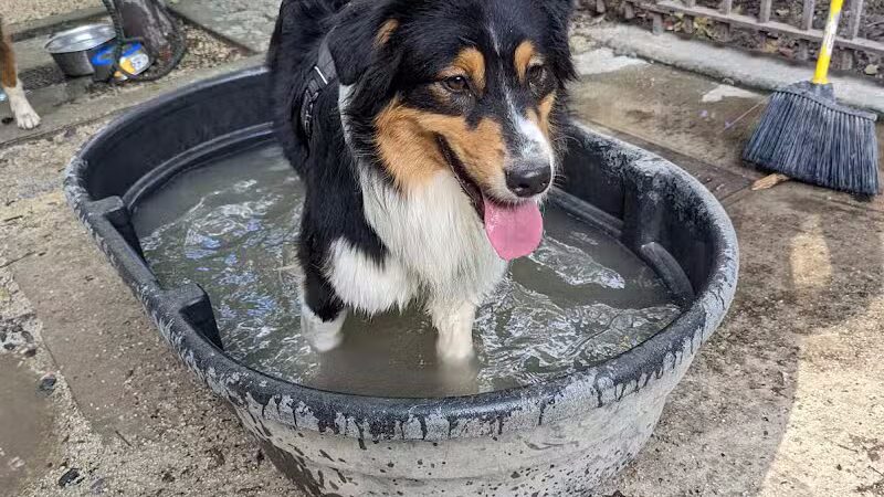 105th Street Dog Run - New York, NY