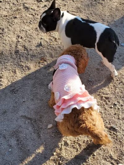 105th Street Dog Run - New York, NY