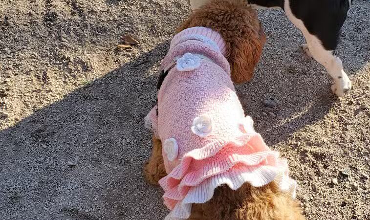 105th Street Dog Run - New York, NY