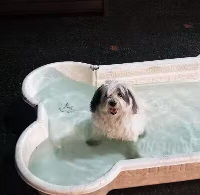 De Witt Clinton Dog Run - New York, NY