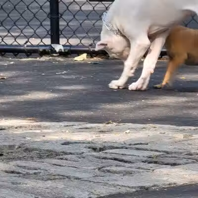 De Witt Clinton Dog Run - New York, NY
