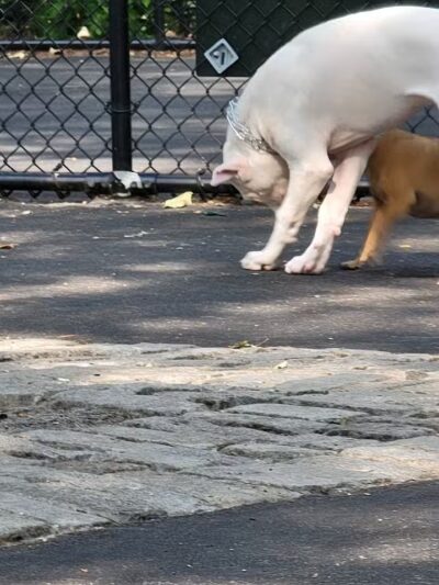 De Witt Clinton Dog Run - New York, NY