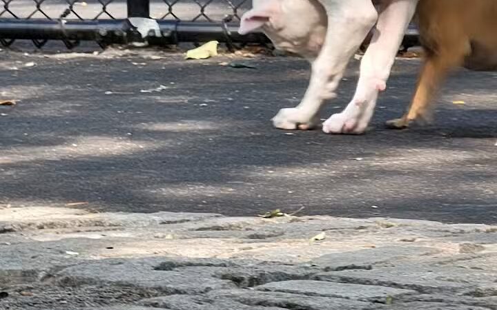 De Witt Clinton Dog Run - New York, NY