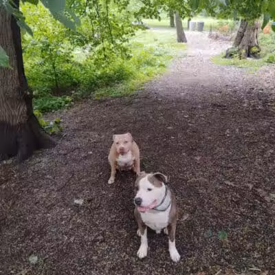 De Witt Clinton Dog Run - New York, NY