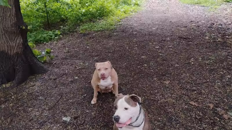 De Witt Clinton Dog Run - New York, NY
