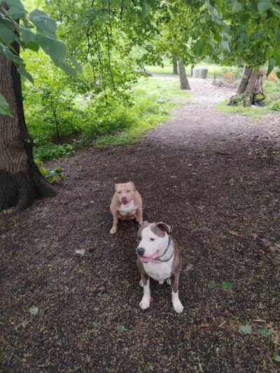 De Witt Clinton Dog Run - New York, NY