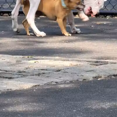 De Witt Clinton Dog Run - New York, NY
