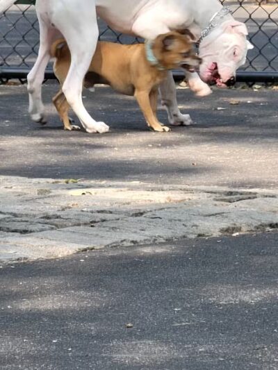 De Witt Clinton Dog Run - New York, NY