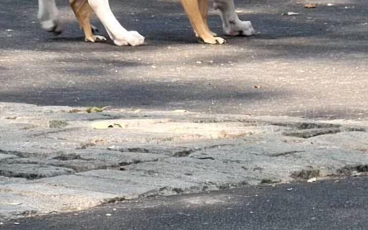 De Witt Clinton Dog Run - New York, NY