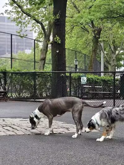 De Witt Clinton Dog Run - New York, NY