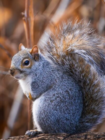 Hallett Nature Sanctuary - New York, NY