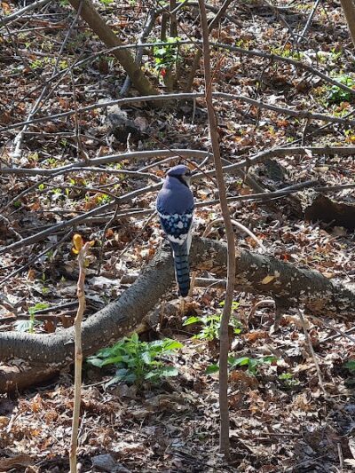 Hallett Nature Sanctuary - New York, NY